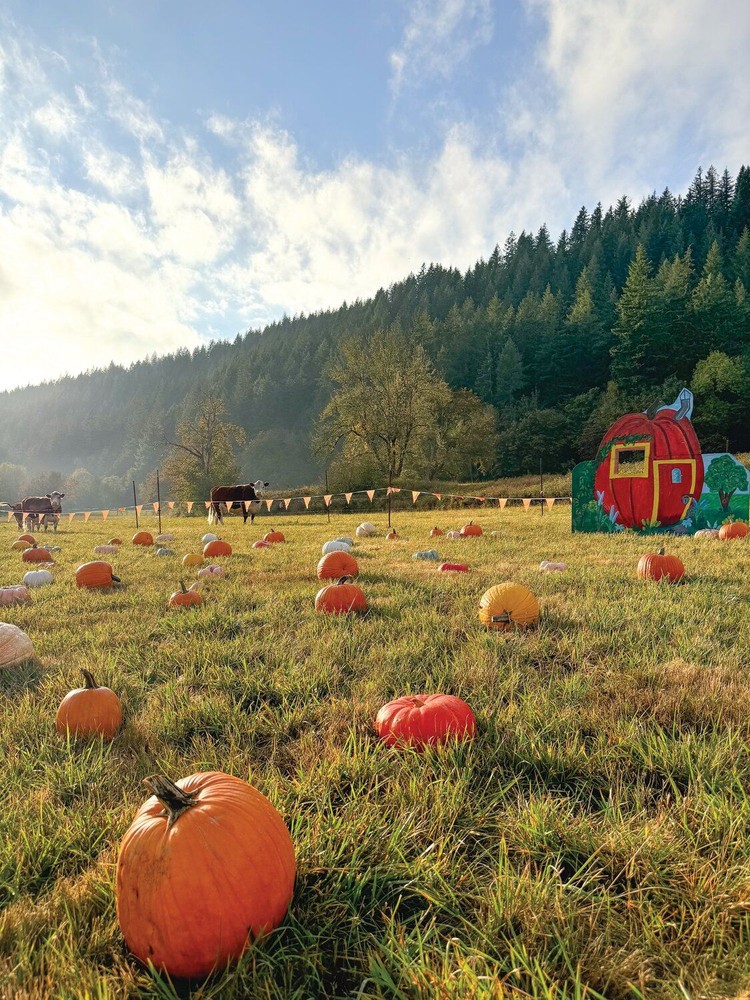 The pumpkin patch during the afternoon at Pomeroy Historic Living Farm.