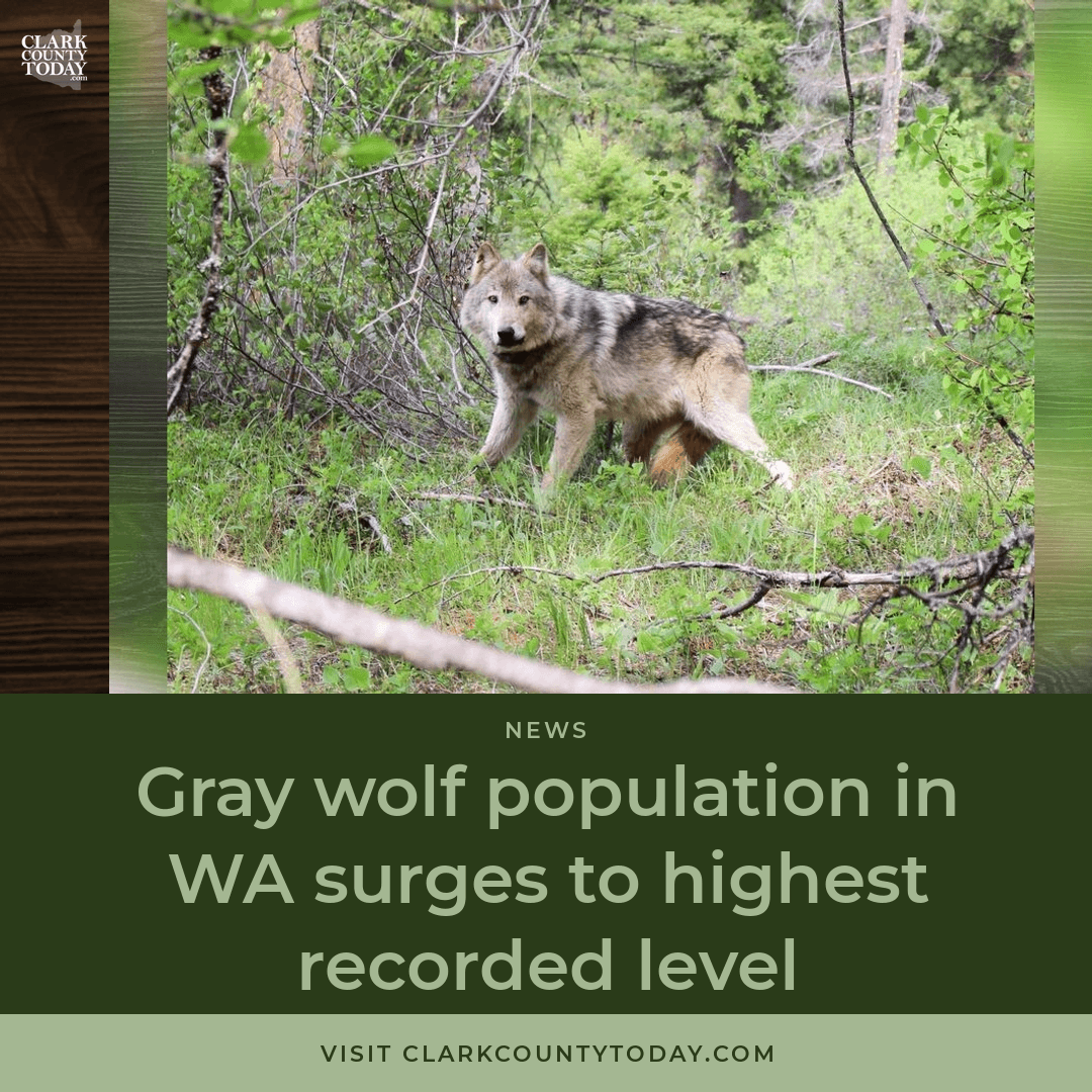 Washington's Wolf Population Hits Record High at 270 Animals