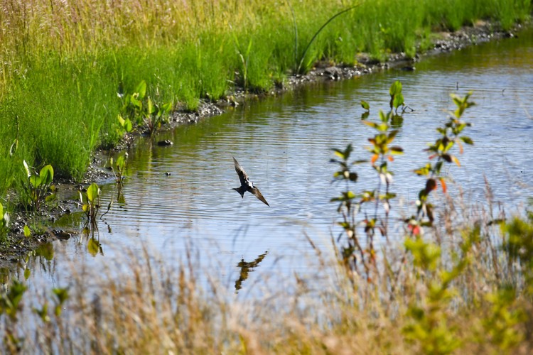 The restored wetland features eight “cells” that provide wetland functions and a 35-foot wetland buffer with native plants.