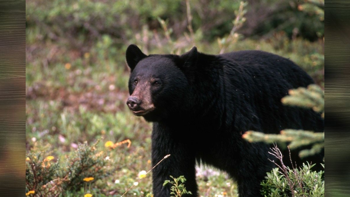 A year and $80K later, a probe of WA fish and wildlife commissioners continues