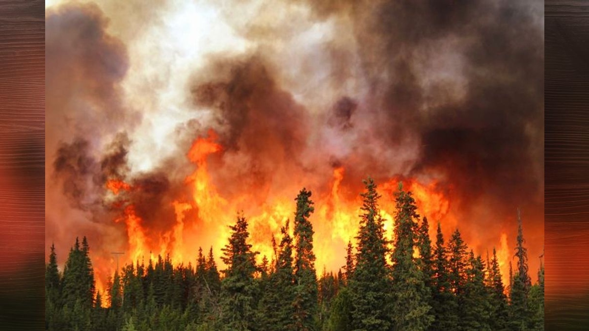 Opinion: The forest is burning; the roadless rule is making it worse