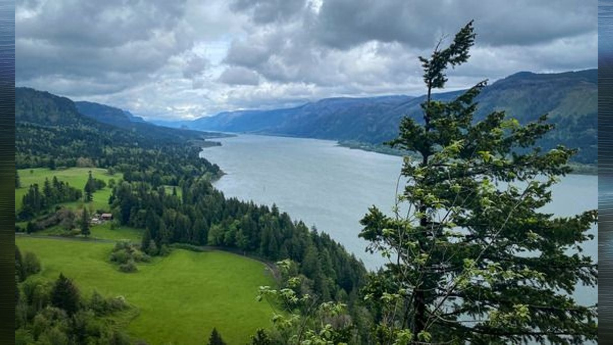 Low sockeye salmon returns lead to fishery changes in the Columbia River
