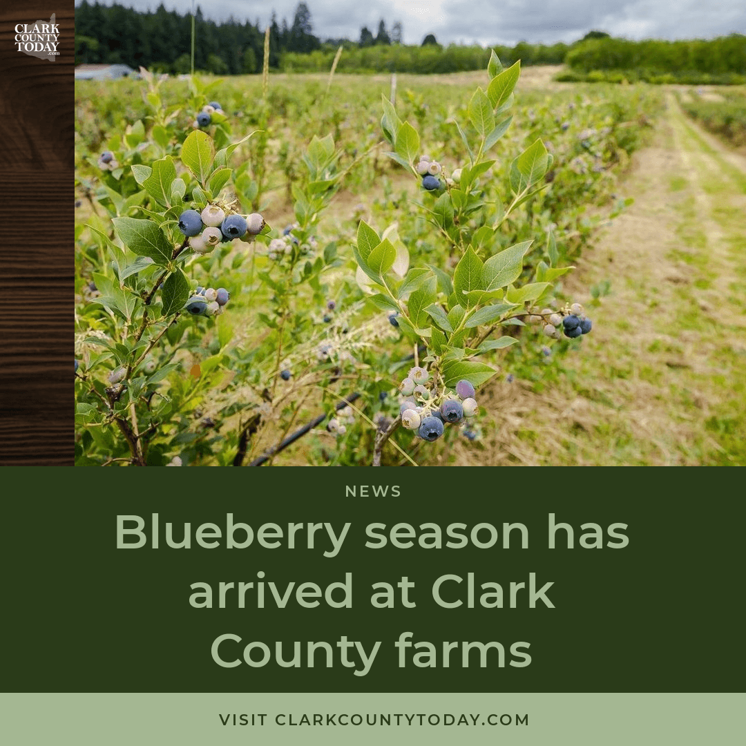 Clark County Blueberry Farms Open for U-Pick Season episode artwork