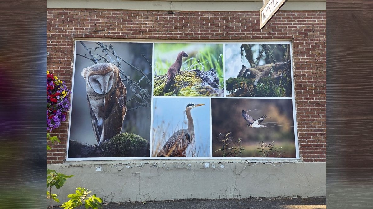 Ridgefield Main Street unveils new Greely Building photo panels