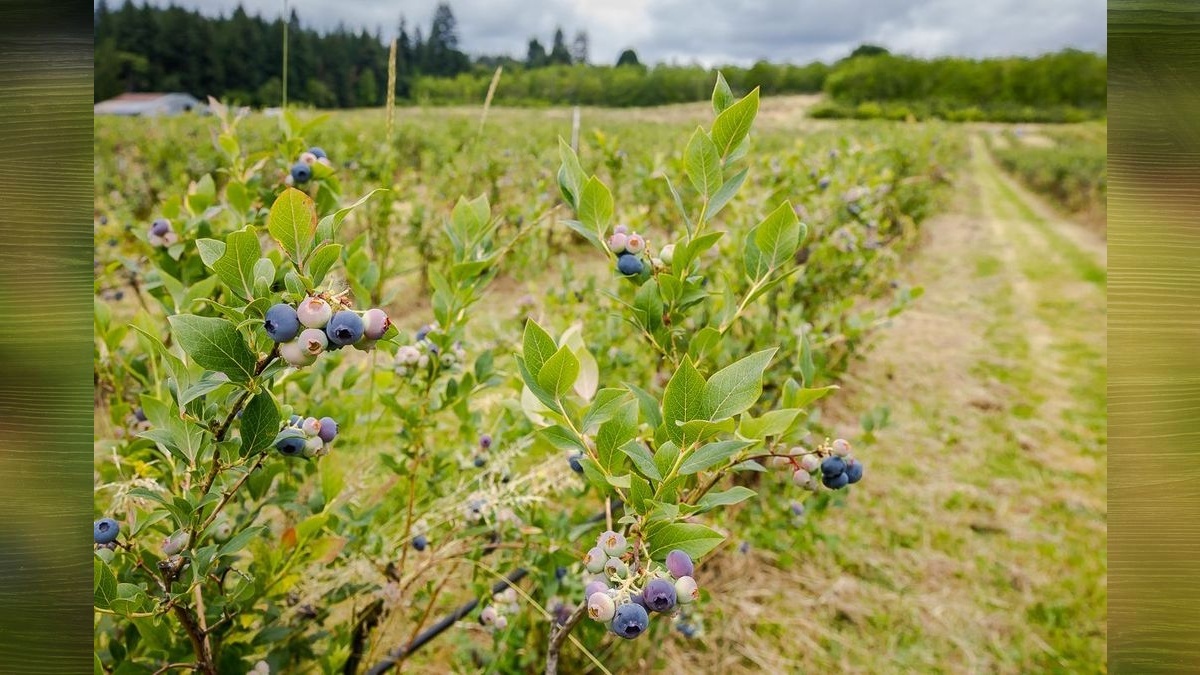 Blueberry season has arrived at Clark County farms