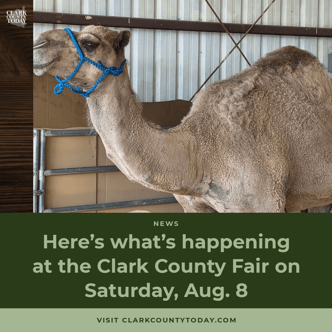 Clark County Fair: I Love the 90's Concert Night episode artwork