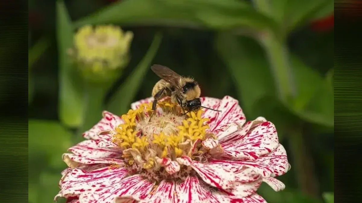 Vancouver Bee Project presents annual Pollinator Festival on Saturday, June 20