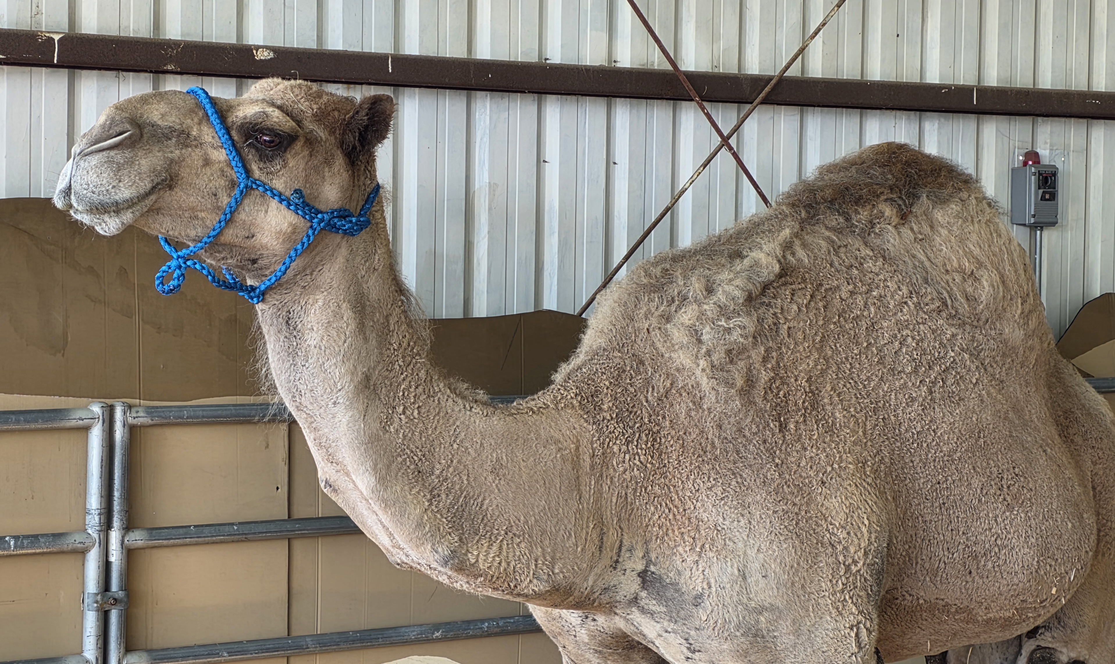 Here’s what’s happening at the Clark County Fair on Saturday, Aug. 8