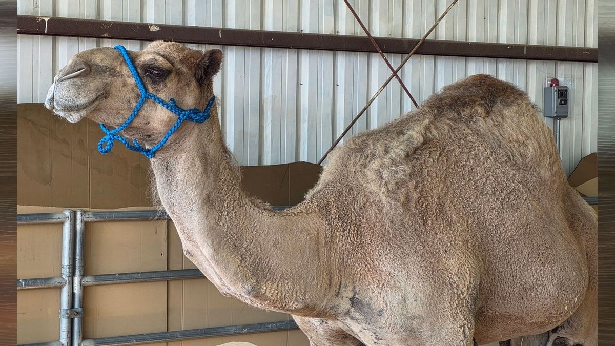 Here’s what’s happening at the Clark County Fair on Saturday, Aug. 8