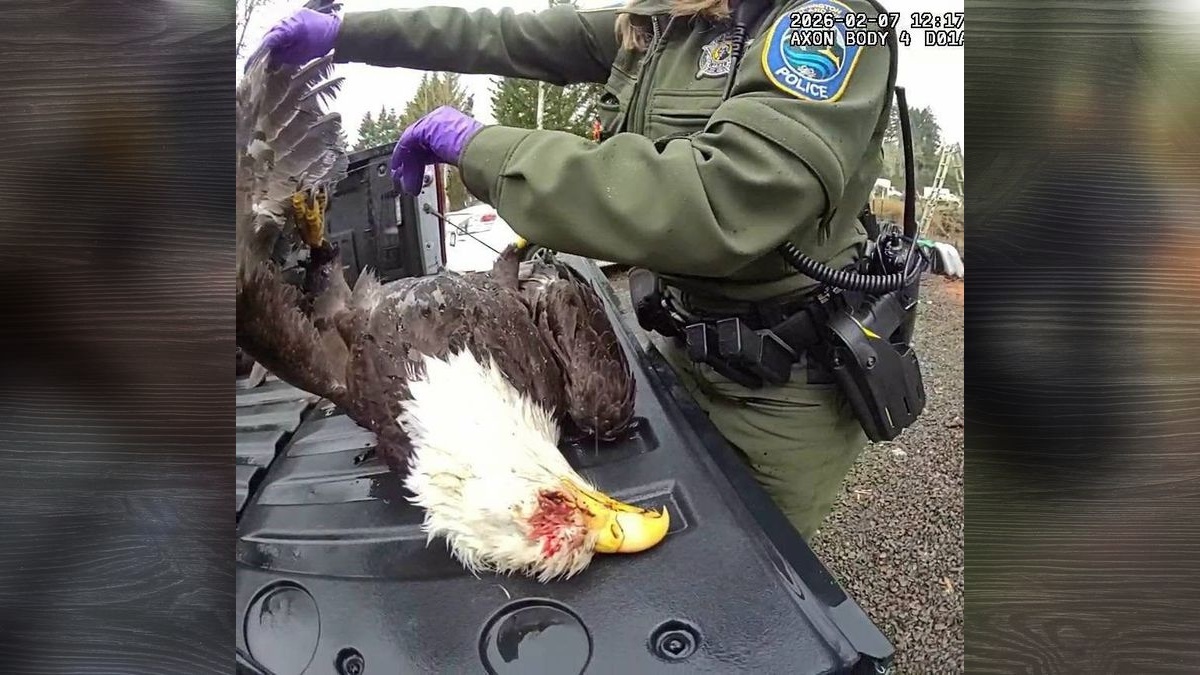 Brush Prairie man charged with killing bald eagle
