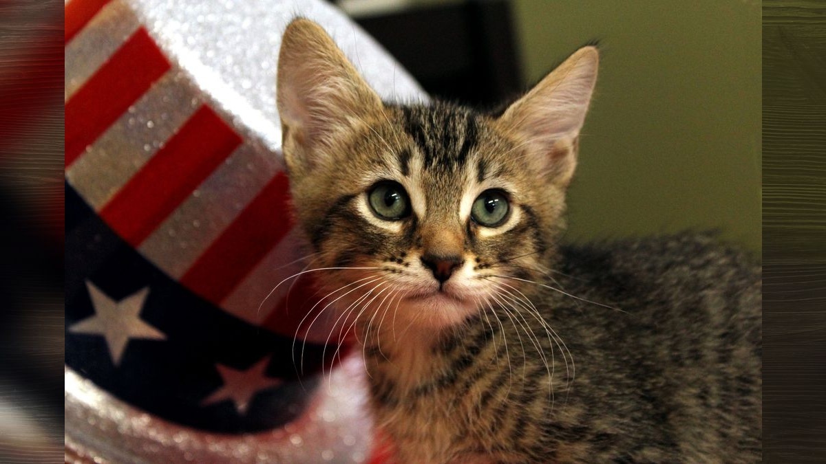 Felines and fireworks