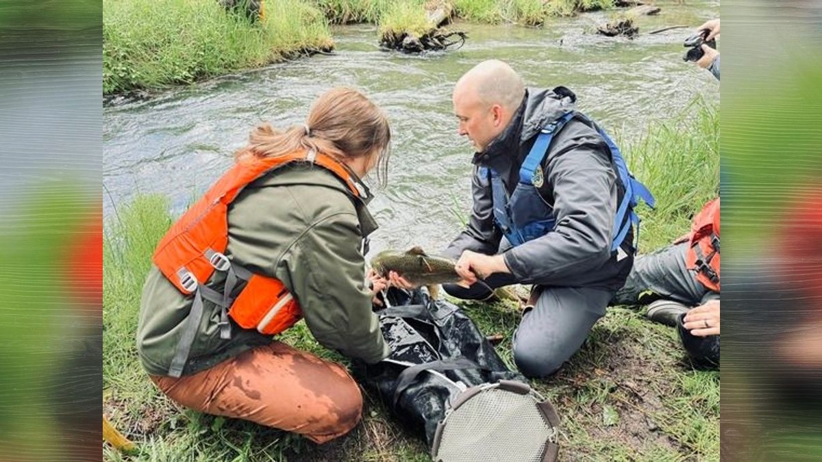WDFW, Cowlitz Indian Tribe, and U.S. Forest Service celebrate first Chinook salmon reintroduction to Mount St. Helens area since 1980 eruption