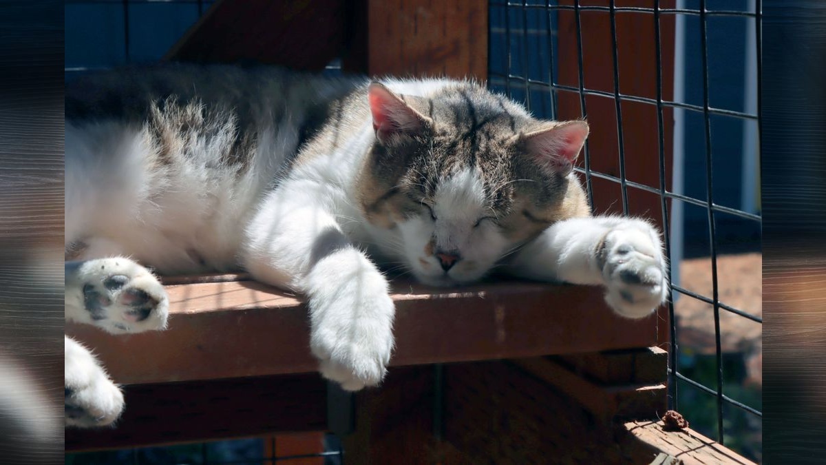 Furry Friends has cats and kittens waiting for loving homes