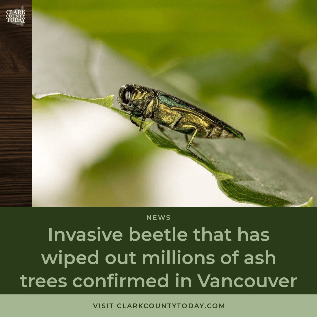 Invasive Ash Beetle Confirmed in Vancouver, WA
