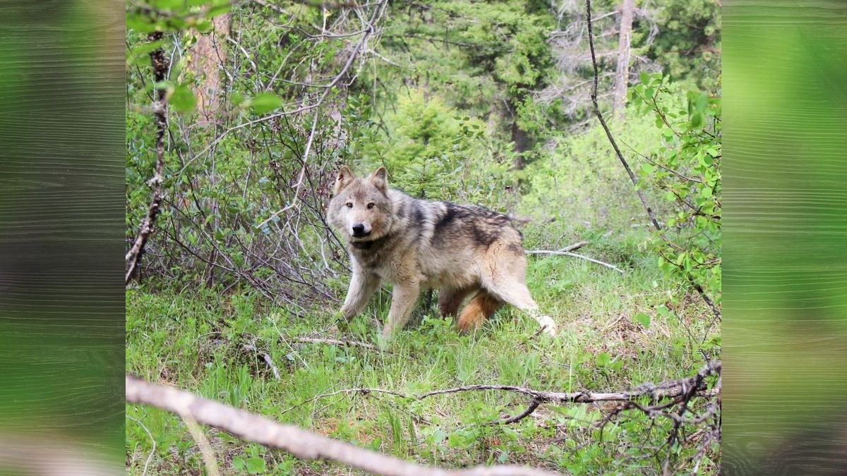 Gray wolf population in WA surges to highest recorded level