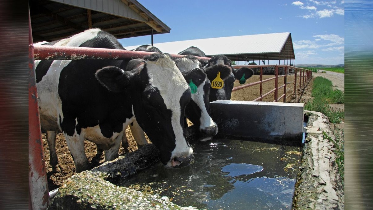 Bird flu spreads to Washington dairy farms