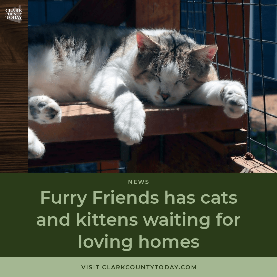 Furry Friends Needs Adopters as Cat Numbers Surge episode artwork