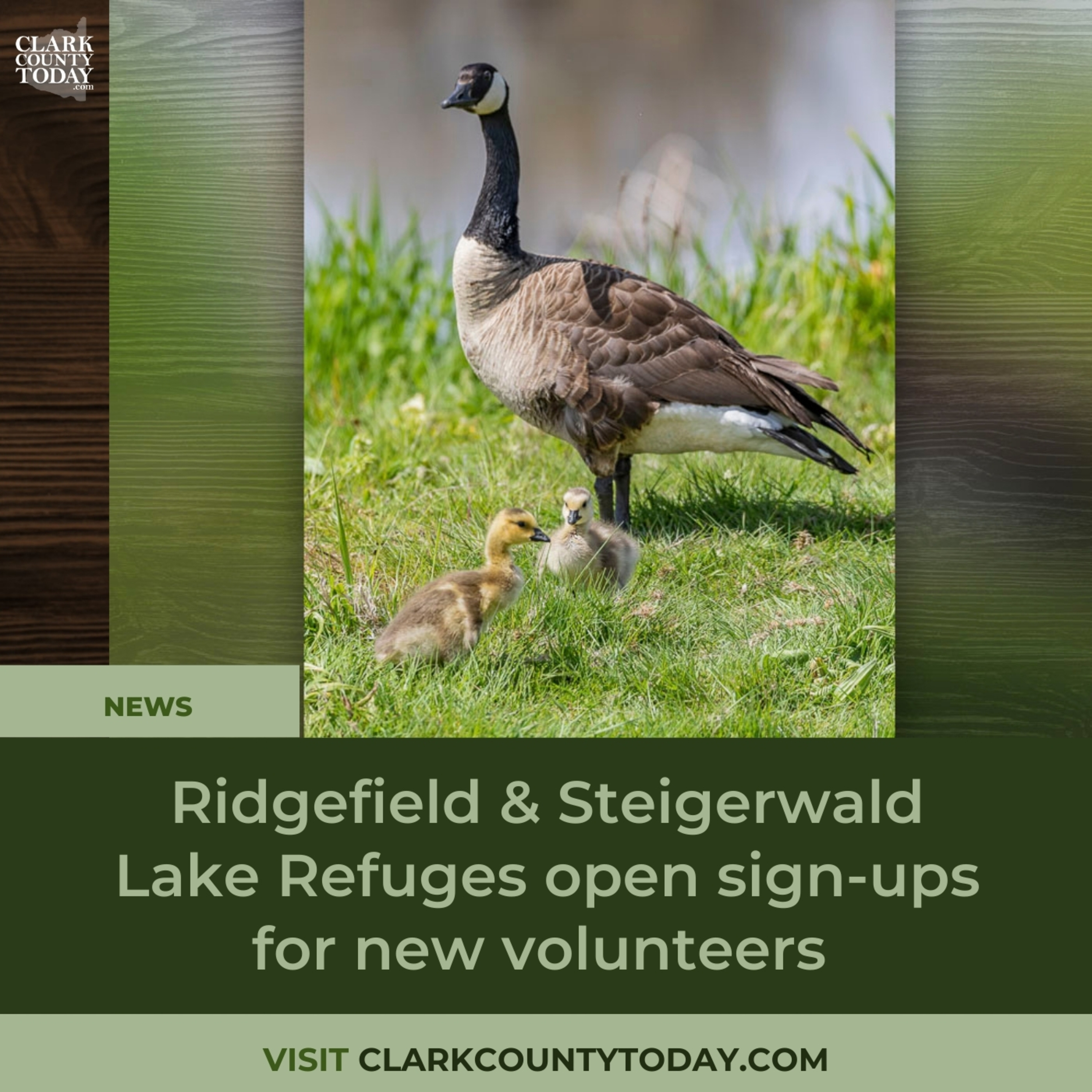 Ridgefield & Steigerwald Lake Refuges open sign-ups for new volunteers episode artwork