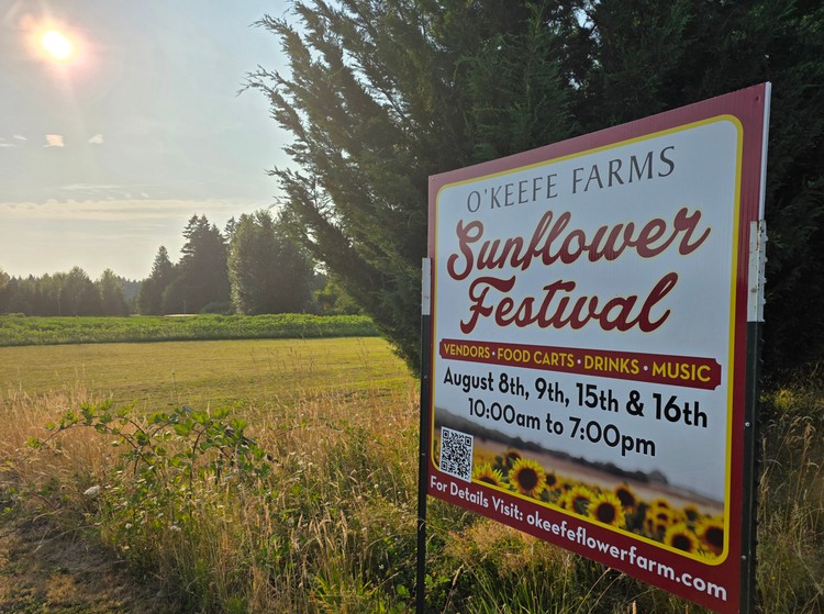 This year’s Sunflower Festival at O’Keefe Farms will be held over two weekends, Aug. 8-9 and Aug. 15-16 in Hockinson