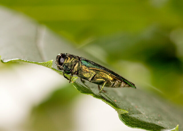 Invasive beetle that has wiped out millions of ash trees confirmed in Vancouver