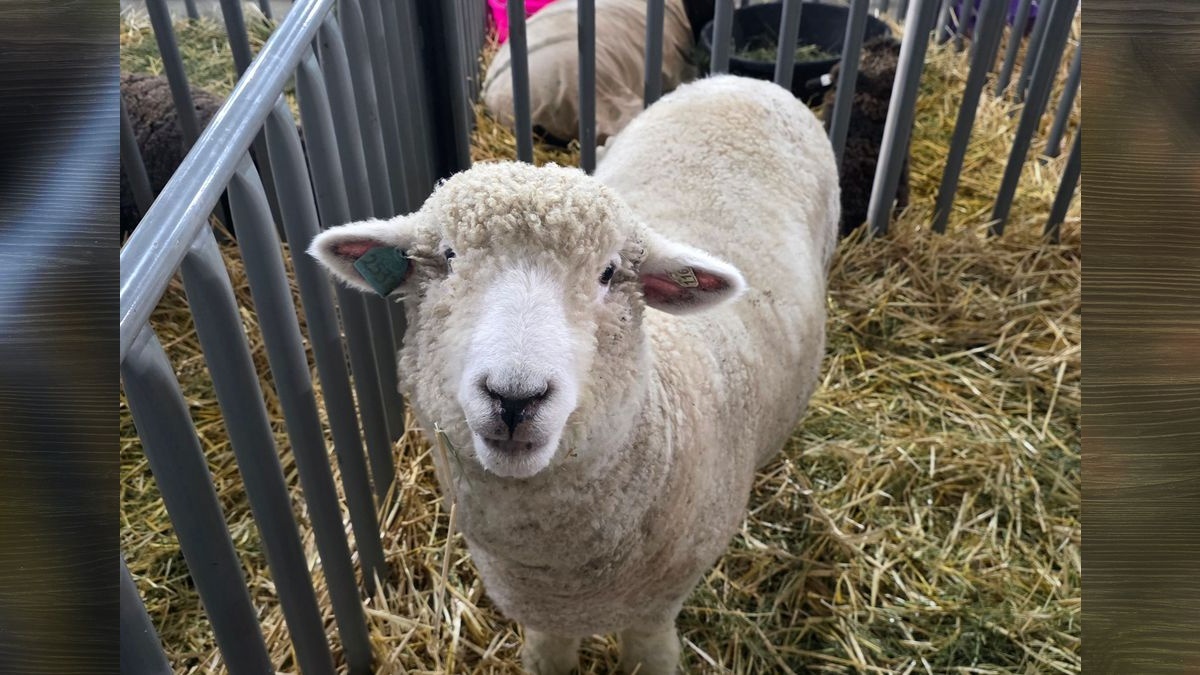 Here’s what’s happening at the Clark County Fair on Monday, Aug. 10