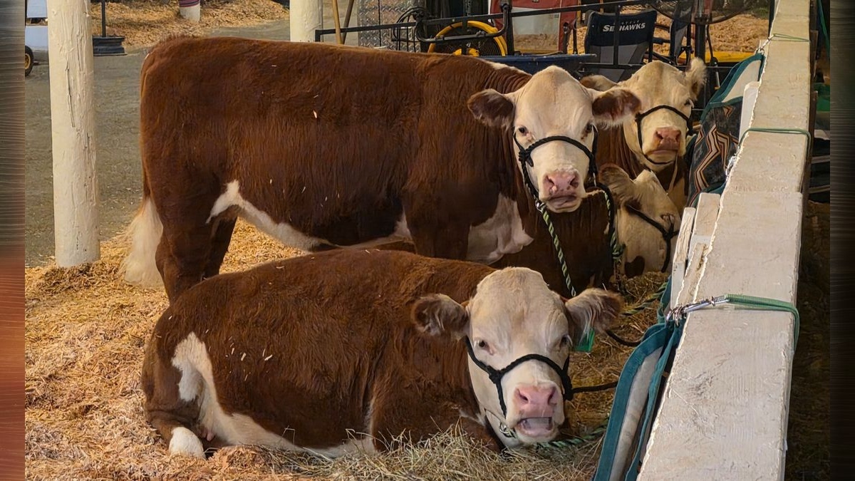 Here’s what’s happening at the Clark County Fair on Friday, Aug. 14