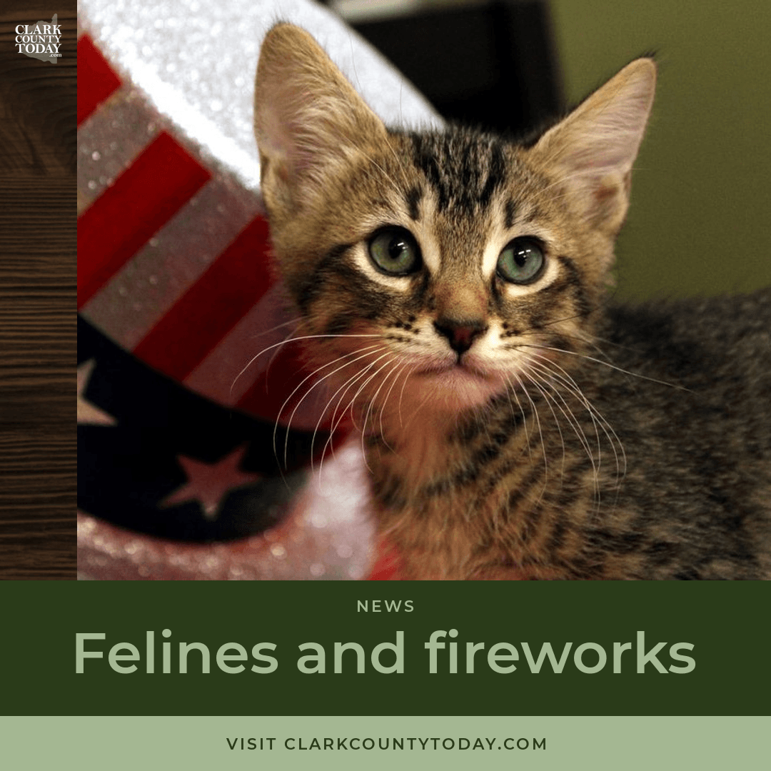 Keeping Cats Calm During Fourth of July Fireworks episode artwork