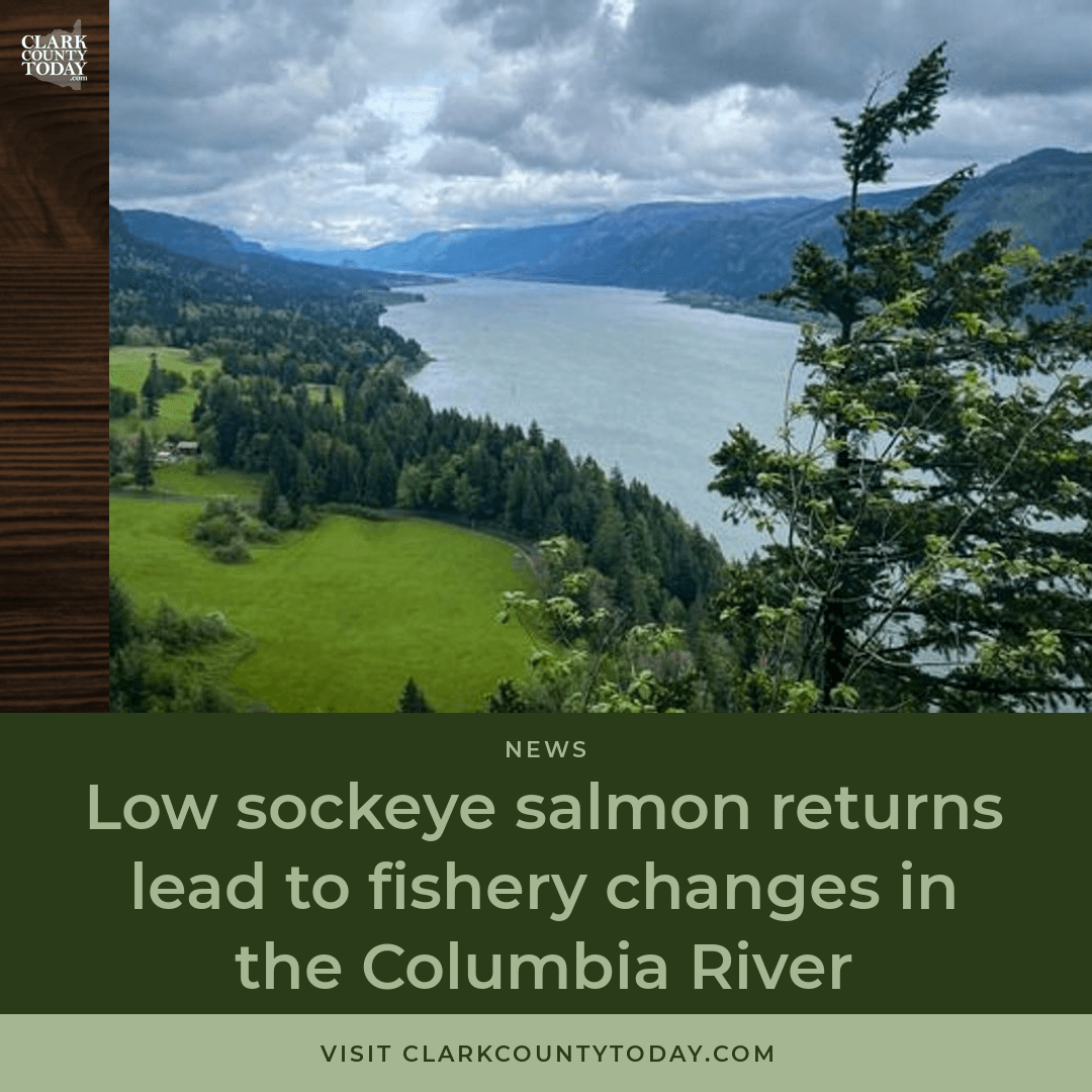 Columbia River Sockeye Season Cut as Returns Fall Short
