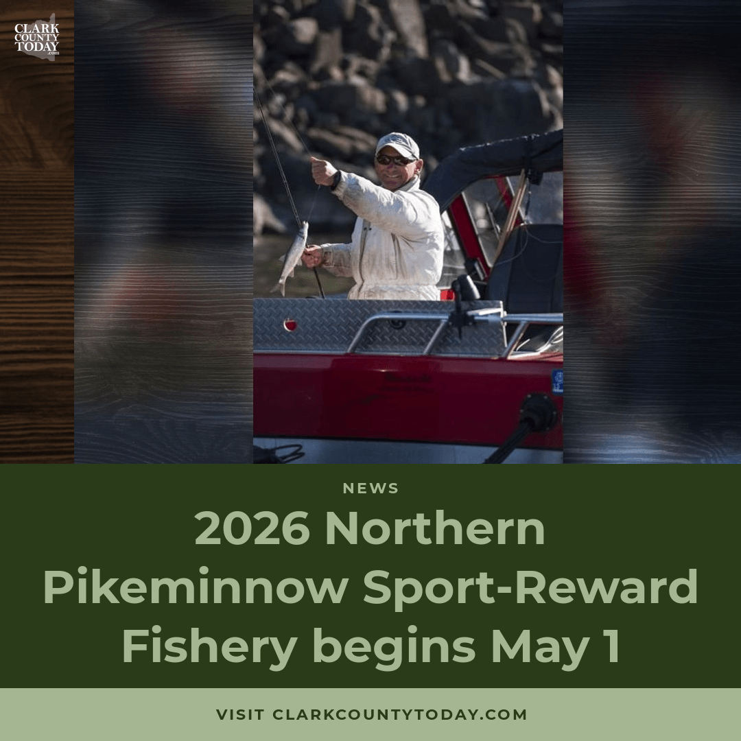 Pikeminnow fishery opens May 1 with cash rewards for anglers